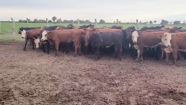 Lote 70 Terneros/as en Villaguay, Entre Ríos