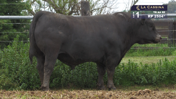 Lote TORO ABERDEEN ANGUS PURO PEDIGREE