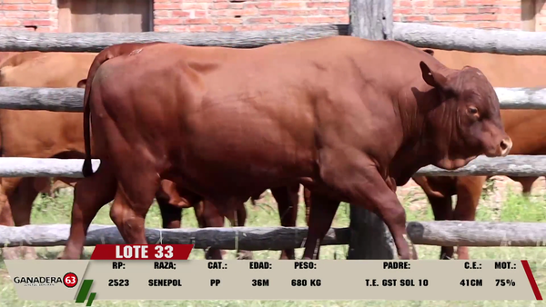 Lote LOTE 33