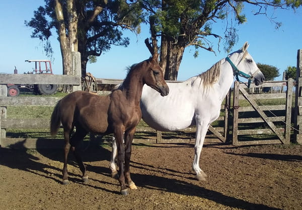 Lote 137 - Fadar Andariego