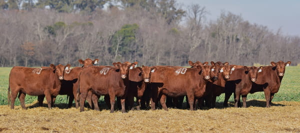 Lote VAQUILLONAS ANGUS PC OTOÑO