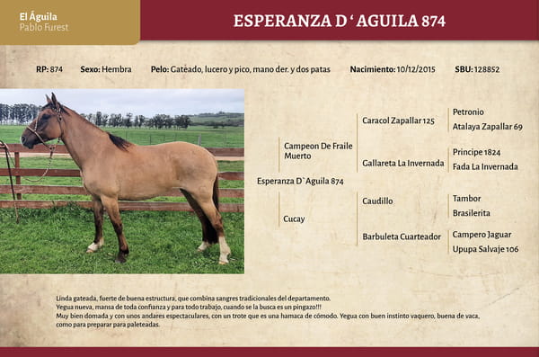 Lote Esperanza El Águila (RP 874) - Cabaña El Águila