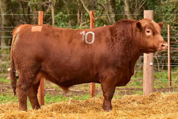 46116 — TOROS ANGUS PC