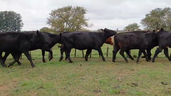 Lote VACAS INVERNAR