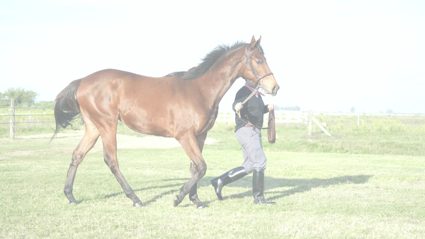 Lote FIESTERA NIK (NICODEMUS - FIESTERA SEATTLE)