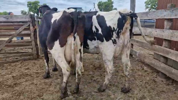 Lote 2 Vaca, San José