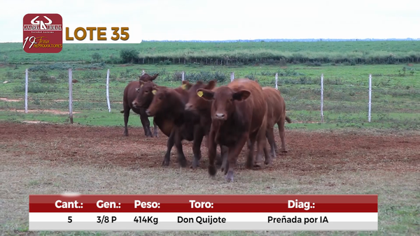 Lote Reproductores de Alborada - Lote 35