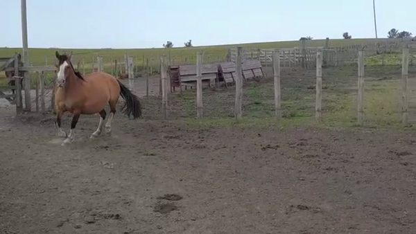 Lote LA TIGRA AMBICIOSA