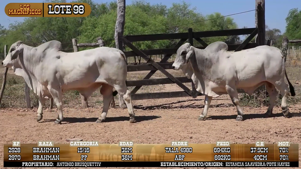 Lote LOTE 98- POR PANTALLA