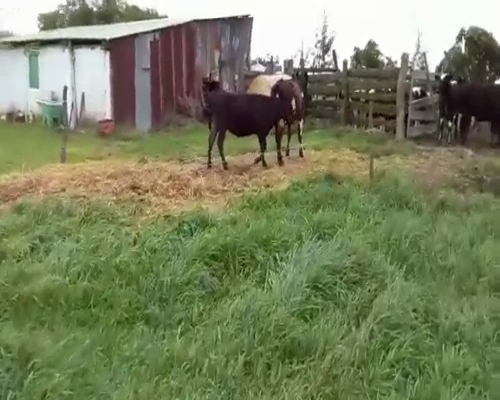 Lote 2 Terneras KIWI 180kg - , San José