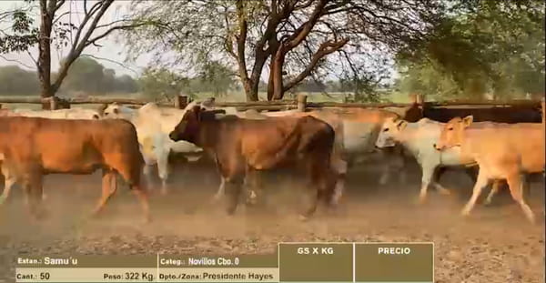 Lote LOTE 5 - NOVILLOS CBO 0