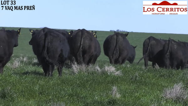 Lote VAQUILLONAS PREÑADAS
