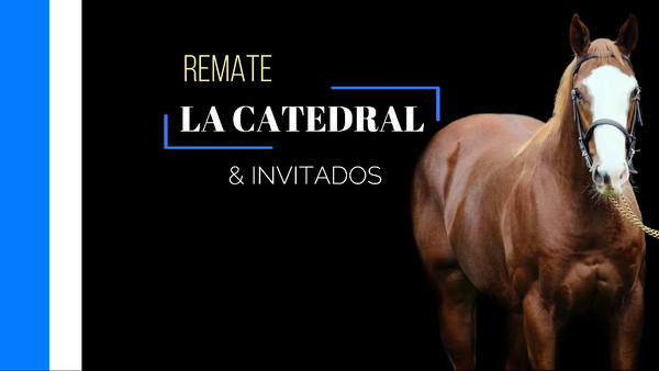 Lote CURIOSA ROYAL (CURIOSO JOHAN - REDEEMING)