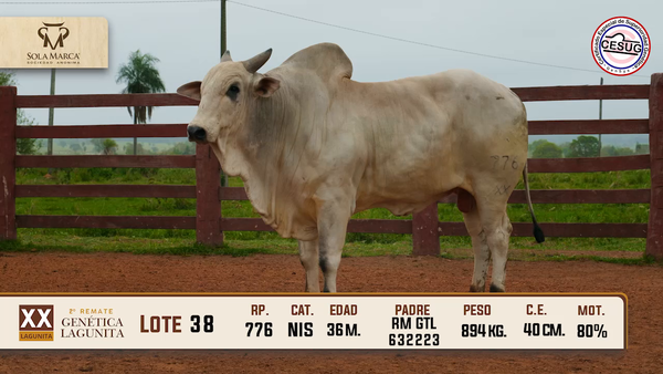 Lote Lote 38