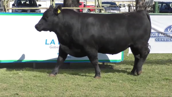 Lote Toro Aberdeen Angus Negro PC C 073 - Cabaña Don Jacobo