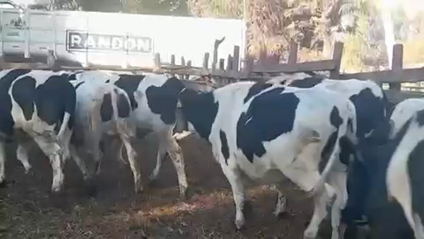 Lote 45 Novillo Gordo en Linares, VII  Región Maule