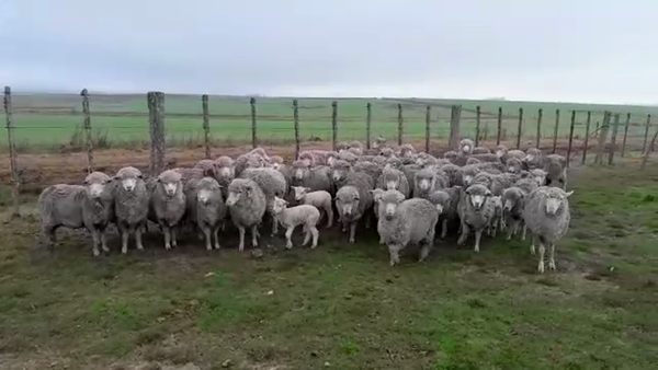 Lote 51 Ovejas 45kg - , San José