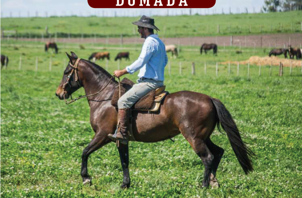 Lote YÚBELY TORMENTA