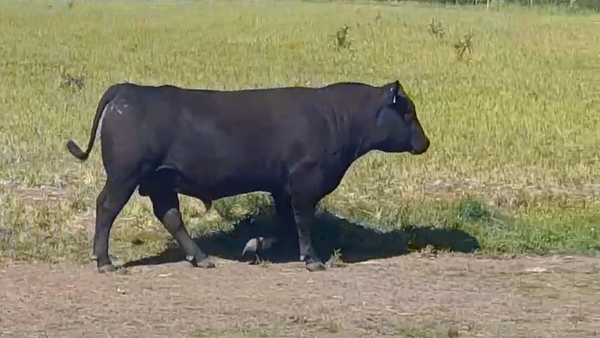 Lote TORO PI - RP 209