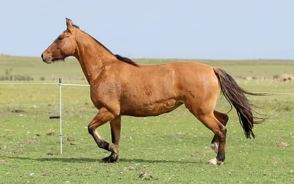 Lote Promesa de La Reserva