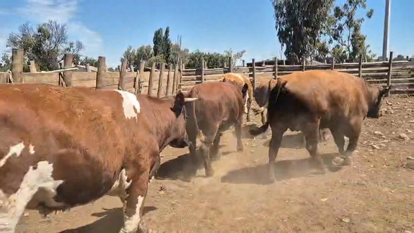 Lote 45 Novillo Gordo en Pelarco, VII  Región Maule