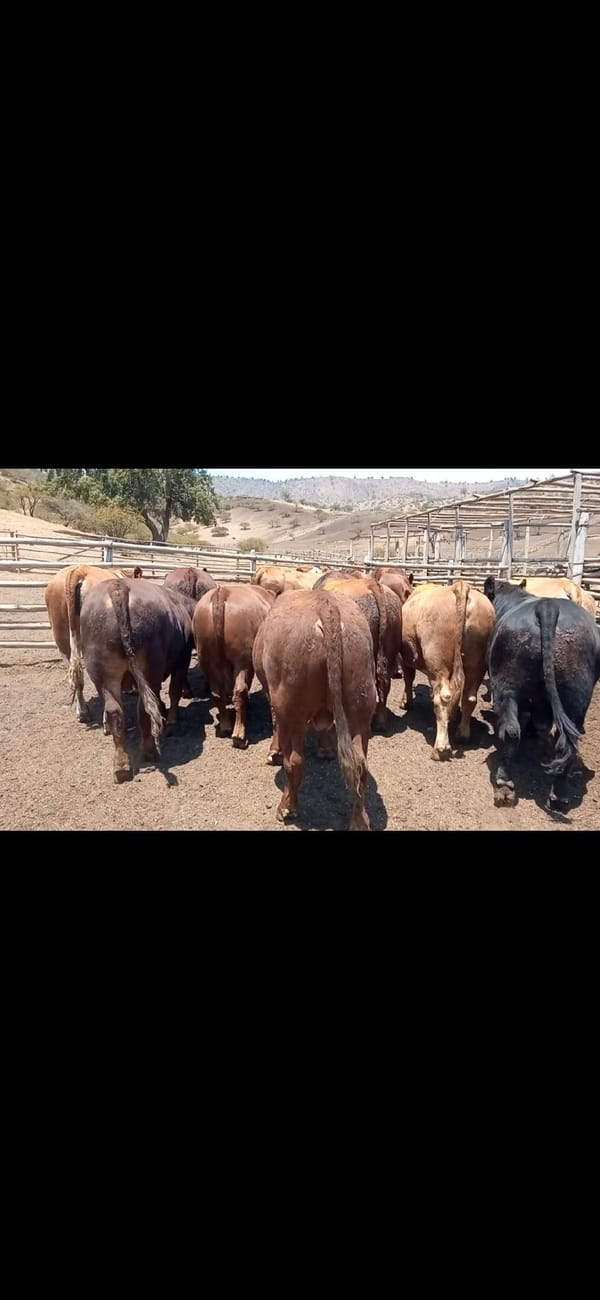 Lote 20 Torete en Melipilla, Región Metropolitana