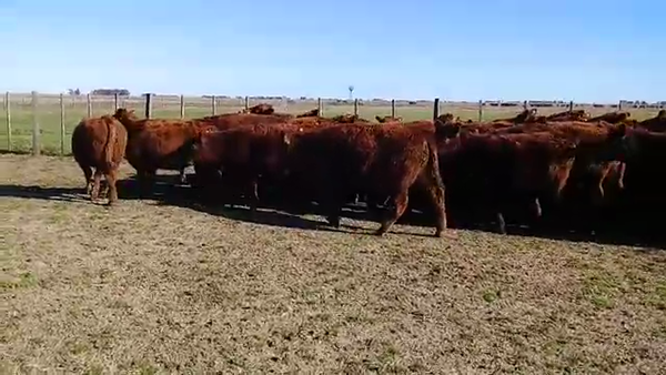 Lote 60 Novillitos en Casalins, Buenos Aires