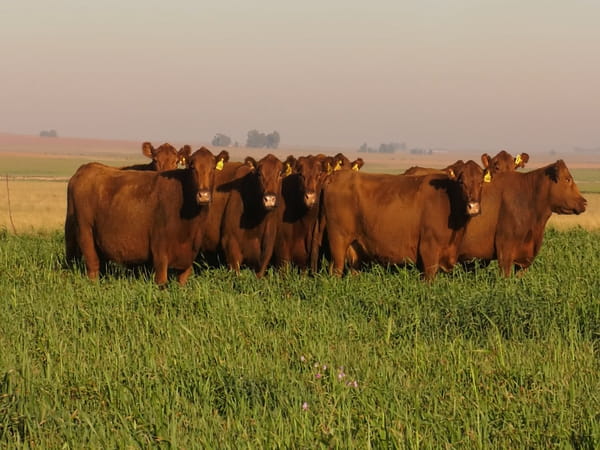 Lote VACAS A. ANGUS COLORADAS P. CONTROLADAS C/ GTIA DE PREÑEZ