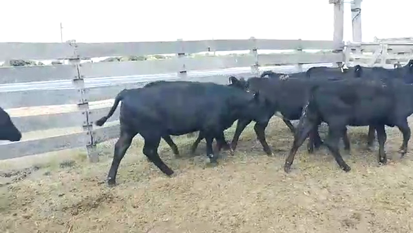 Lote 17 Terneras