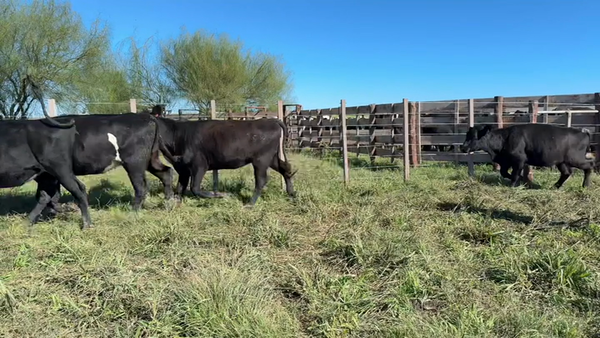 Lote VAQUILLONAS 1 A 2 AÑOS