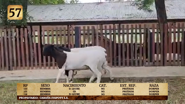 Lote LOTE 57