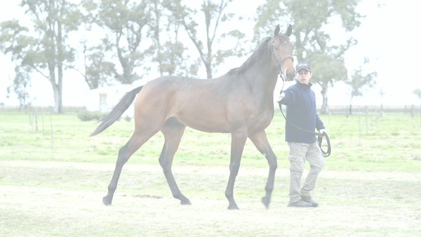 Lote NI LO DIGO (NICODEMUS -  DEAR WENDY)