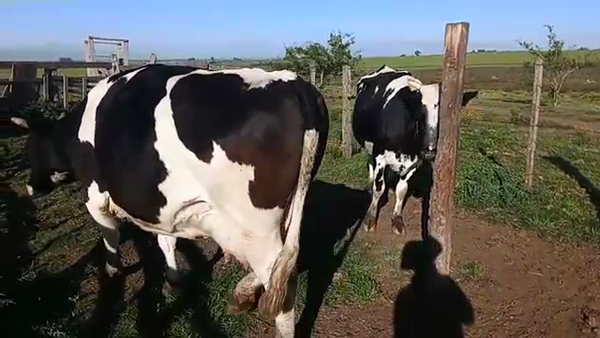 Lote 2 Vacas de Invernada HOLANDO 580kg - , San José