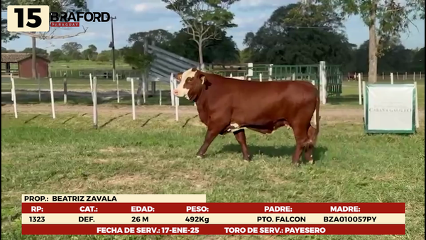 Lote LOTE 15