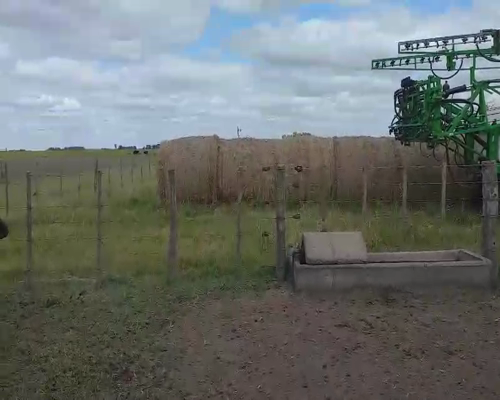 Lote 60 Terneros en Tandil, Buenos Aires