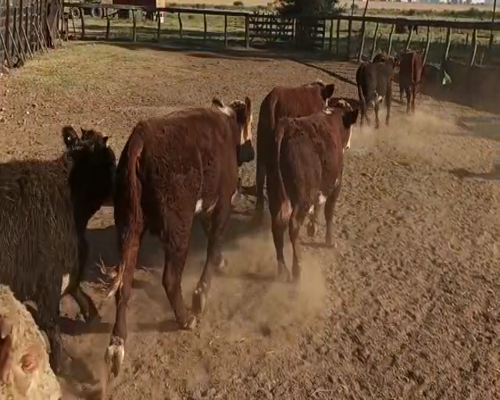 Lote 85 Terneros en San Salvador, Entre Ríos