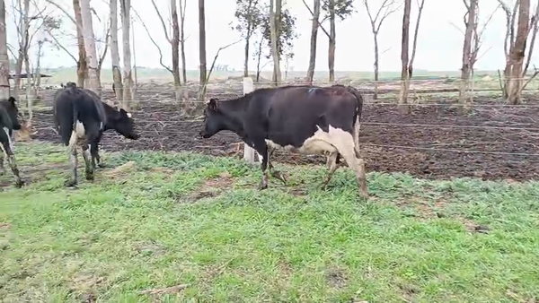 Lote 3 Vaquillonas  500kg - , San José