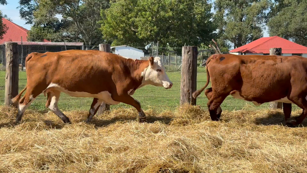 Lote 36 Vacas nuevas Preñadas en Corrientes, Curuzú-Cuatiá