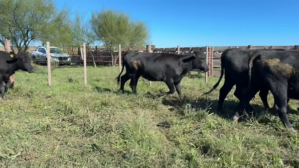 Lote VAQUILLONAS +2 AÑOS