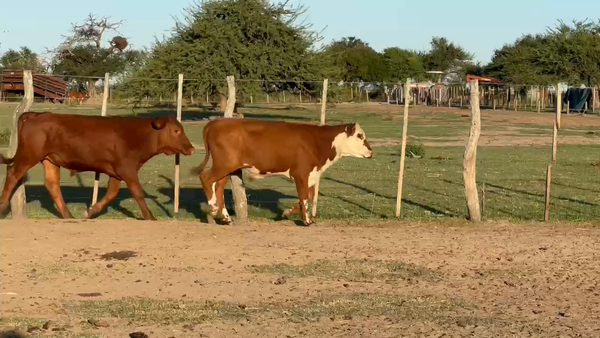 Lote 110 Terneros en Corrientes, Monte Caseros
