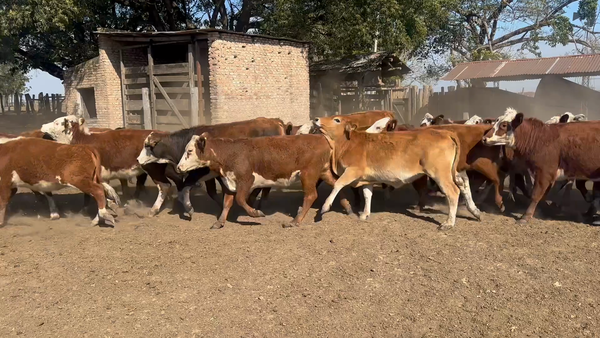Lote 100 Terneras en Corrientes, San Roque