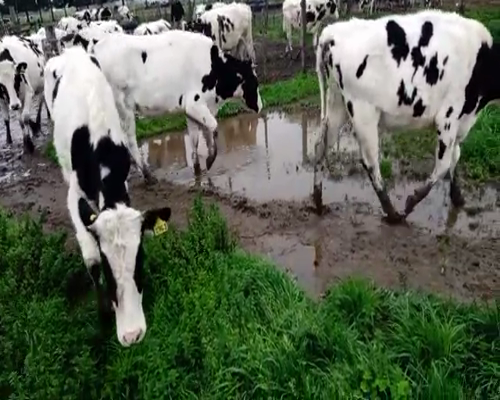 Lote La magdalena 1 toro 1417