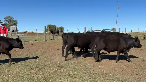 Lote 26 NOVILLITOS Y VAQUILLONAS, TANDIL, PCIA. DE BS. AS.