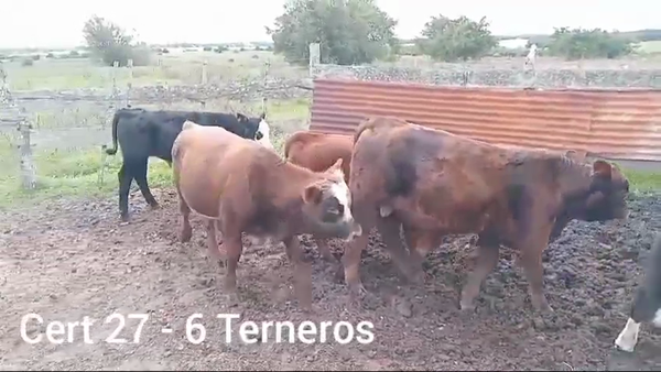 Lote TERNEROS