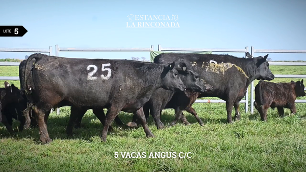 Lote VACAS ANGUS N