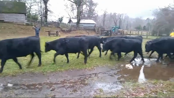 Lote 21 Novillo Engorda en Pucón, IX Región Araucanía