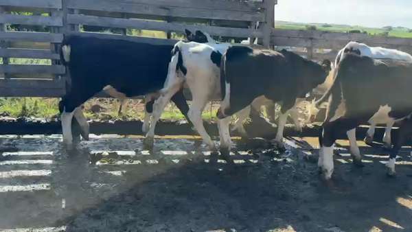 Lote TERNEROS Y TERNERAS