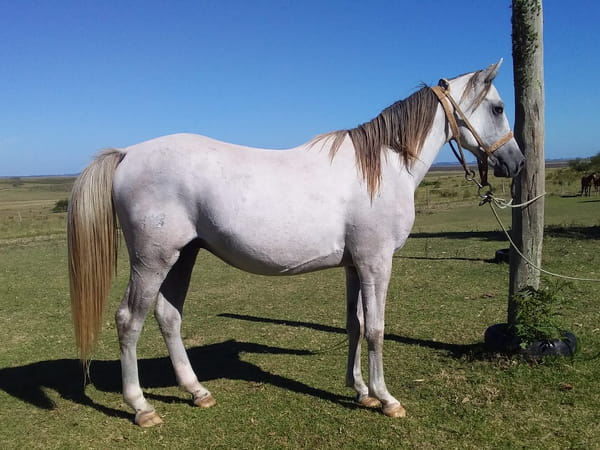 Lote 118 - Fadar Cepé