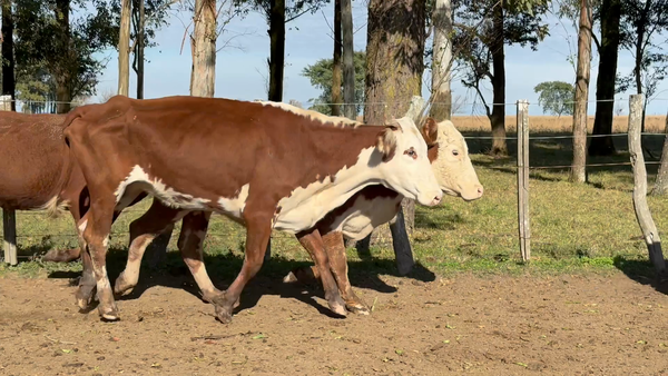 Lote 7 Vacas Conserva