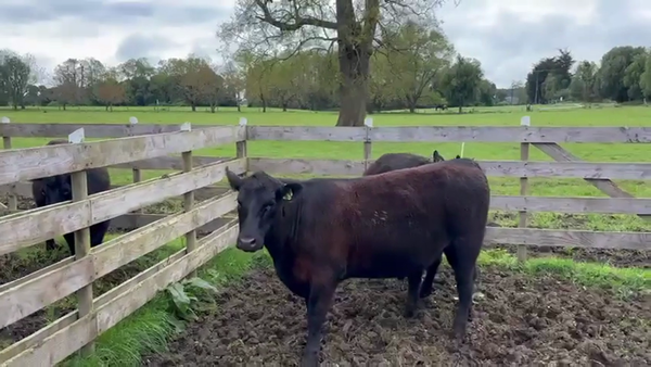 Lote 2 Vaquilla Encaste